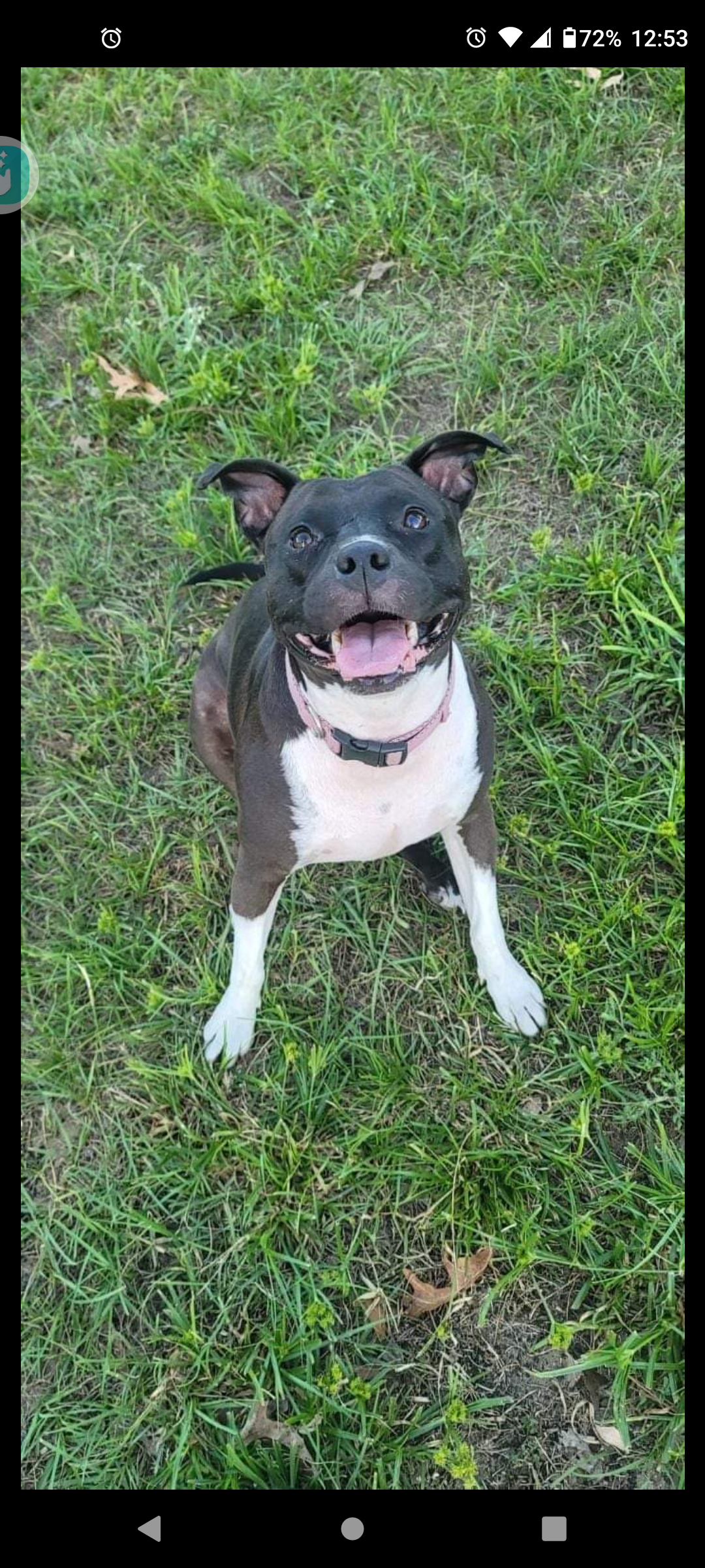 picture of my dog Luna